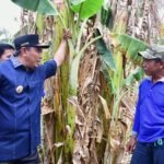 Berkunjung ke Kampung Pisang di Pinrang, Pj Gubernur Bahtiar Sharing Cara Cepat Perbanyak Anakan