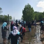 Lestarikan Ekosistem Mangrove, Mahasiswa UNCP Tanam 1000 Bibit di Pantai Tirowali Luwu