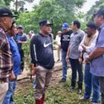 Mahasiswa Unsulbar Berkontribusi Tanam Sukun di Kawasan Pengembangan Peternakan Pucak Maros