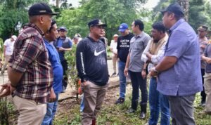 Mahasiswa Unsulbar Berkontribusi Tanam Sukun di Kawasan Pengembangan Peternakan Pucak Maros