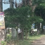 APK Dipaku di Pohon Bertebaran di Palopo, Bawaslu Ngaku Akan Tertibkan