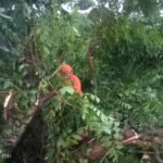 Dampak Hujan Deras, Longsor-Pohon Tumbang Terjadi di Palopo