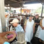 Tingkatkan Populasi, 45 Sapi Lokal Diinseminasi Gunakan Sperma Simental dan Limosine