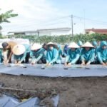 TP-PKK Kabupaten Asahan Ikut Gerakan Tanam Cabai Serentak Se Indonesia