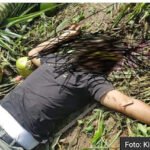 Pria di Aceh Singkil Tewas Tertimpa Pohon Pinang yang Tumbang