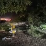 Puluhan Pohon Tumbang Akibat Hujan dan Angin Kencang di Luwu