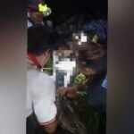 Video Ular Piton Telan Petani di Lutra Sulsel, Saat Dibelah Jasad Korban Masih Utuh
