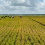 Produksi Beras 2025 Dipastikan Aman, Masyarakat Tidak Perlu Khawatir dengan Isu Defisit Produksi