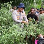 Kapolres Aceh Timur Panen Perdana Cabai di Lahan P2B, Wujud Sinergi Polri dan Petani Dukung Ketahanan Pangan