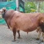 Presiden Prabowo Kirim Sapi Limosin ke Palopo Jelang Idul Adha 1446 H