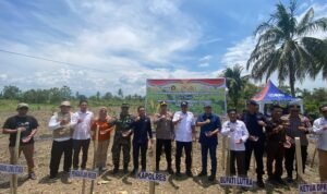 Dihadiri Bupati dan Pimpinan DPRD, Polres Luwu Utara Sinergi Tanam Jagung Serentak